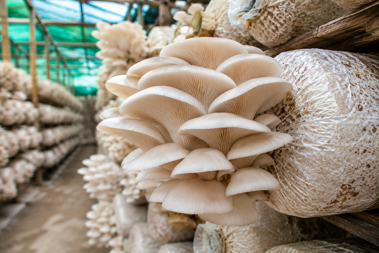 Oyster Mushroom